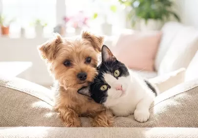 Adorable Canine-Feline Duo: Unconditional Pet Friendship