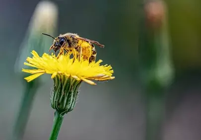 Vibrant Macro: Busy Bee on Dandelion