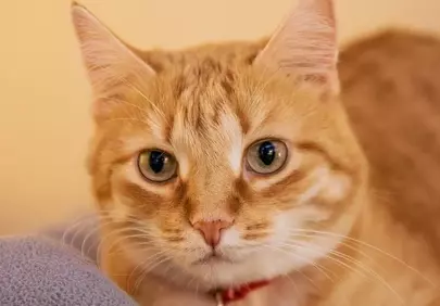 Captivating Ginger Cat: Expressive Eyes and Cozy Charm