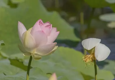 Serene Pink Lotus: A Symphony of Summer Tranquility