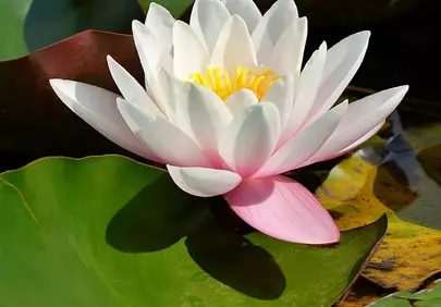 Stunning White Water Lily Blooms in Serene Garden Pond