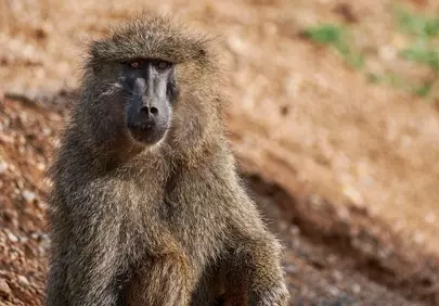 Majestic Baboon's Gaze: Wild Beauty in the African Savannah
