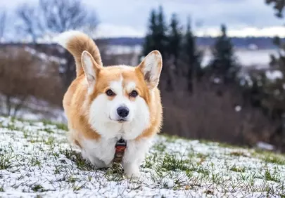 Adorable Winter Corgi: A Fluffy Friend in Snowy Nature
