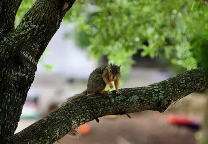 Charming Woodland Squirrel Perched on Branch
