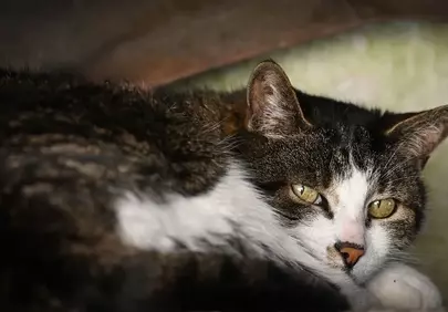 Captivating Gaze: Intimate Close-up of a Lying Cat's Eyes