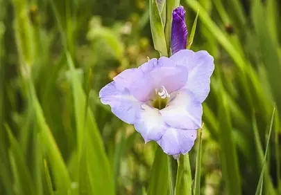 Vibrant Purple Gladiolus Blossom in Lush Greenery