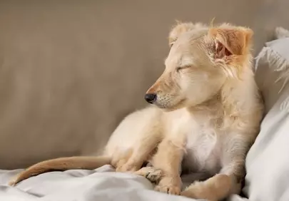 Adorably Peaceful Puppy: Golden Dreamer on a Cozy Bed