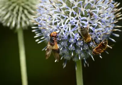 Vibrant Thistle Bloom: Bumblebee Hoverflies Feasting on Nectar