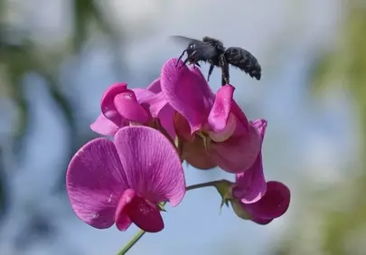 Vibrant Purple: Bumblebee's Nectar Dance on Sweet Pea