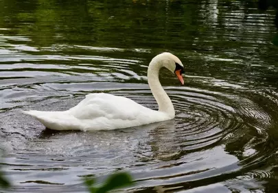 Graceful Swan Glides on Serene Lake Water