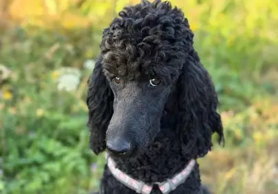 Charming Black Poodle: An Intelligent Outdoor Companion