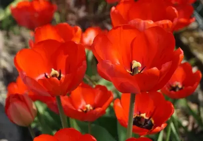 Vibrant Red Tulips: Nature's Springtime Masterpiece in Full Bloom