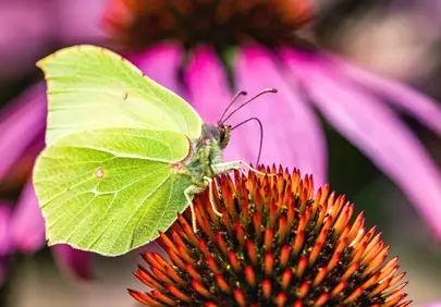 Vibrant Butterfly on Echinacea: Summer's Delicate Beauty