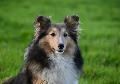 Charming Shetland Sheepdog in Verdant Nature
