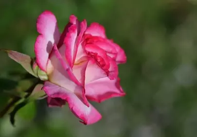 Vibrant Pink Rose in Bloom: Nature's Elegance Up Close