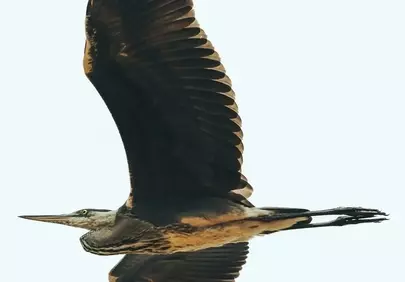 Majestic Flight: Grey Heron Soaring Through the Sky