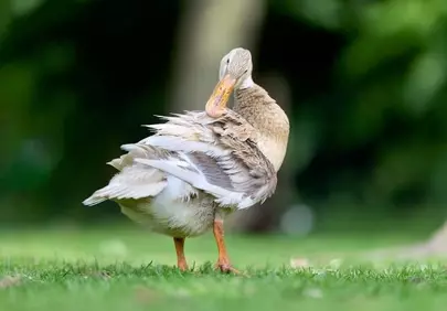 Serene Elegance: Indian Runner Duck Preening in Nature