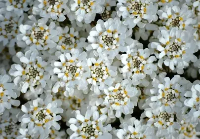 Stunning Iberis Blooms: A Carpet of White Floral Perfection