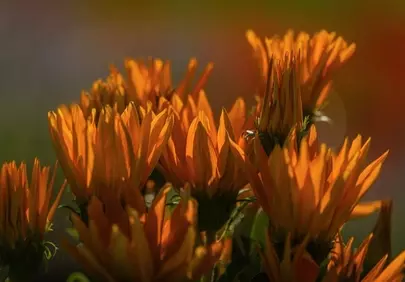 Vibrant Orange Blossoms Bathed in Golden Sunlight