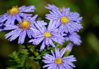 Enchanting Purple Asters Adorned with Morning Dewdrops