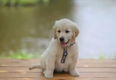 Adorable Golden Retriever Puppy Posing by the Lake