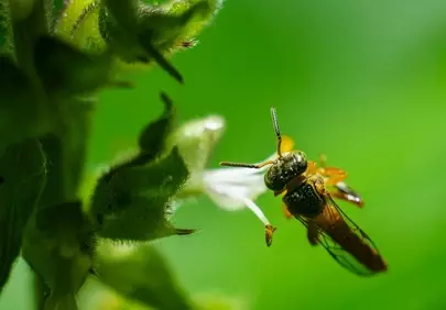 Vibrant Macro: Honey Bee's Nectar Journey on Green Flora