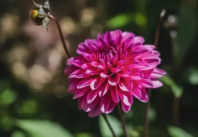 Vibrant Pink Dahlia Bloom: A Summer Garden Masterpiece