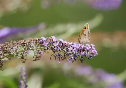 Enchanting Butterfly Alights on Vibrant Lavender Blossoms