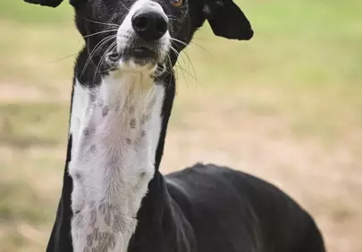 Alert Greyhound: Striking Black and White Portrait Outdoors