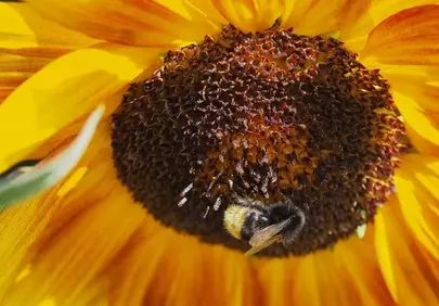 Vibrant Sunflower Buzz: Bumblebee's Nectar Quest