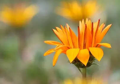 Vibrant Orange Gazania: A Macro Spring Delight