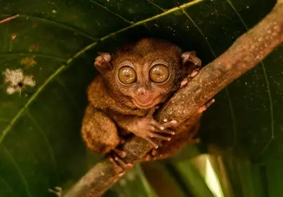 Enchanting Night Gazer: Adorable Tarsier in the Wild