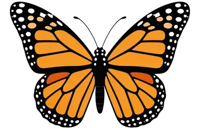 Vibrant Orange Butterfly: Symmetrical Cartoon Elegance