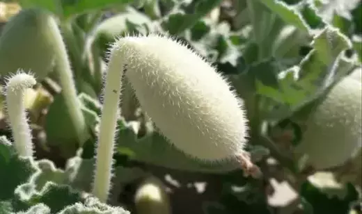 Single Slide