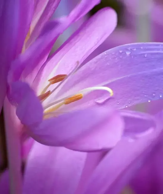Enchanting Autumn Crocus: Dew-Kissed Purple Blooms