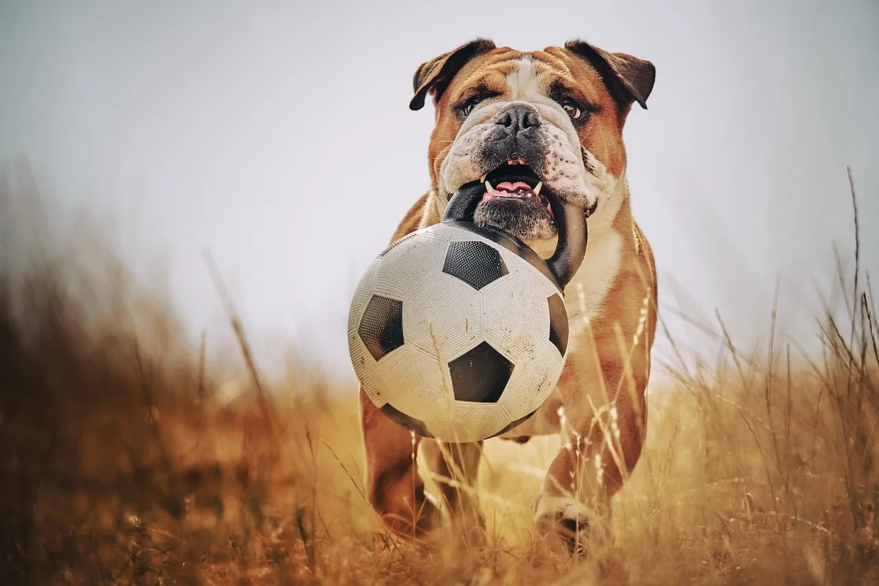 Energetic Bulldog: Winter Playtime with a Soccer Ball