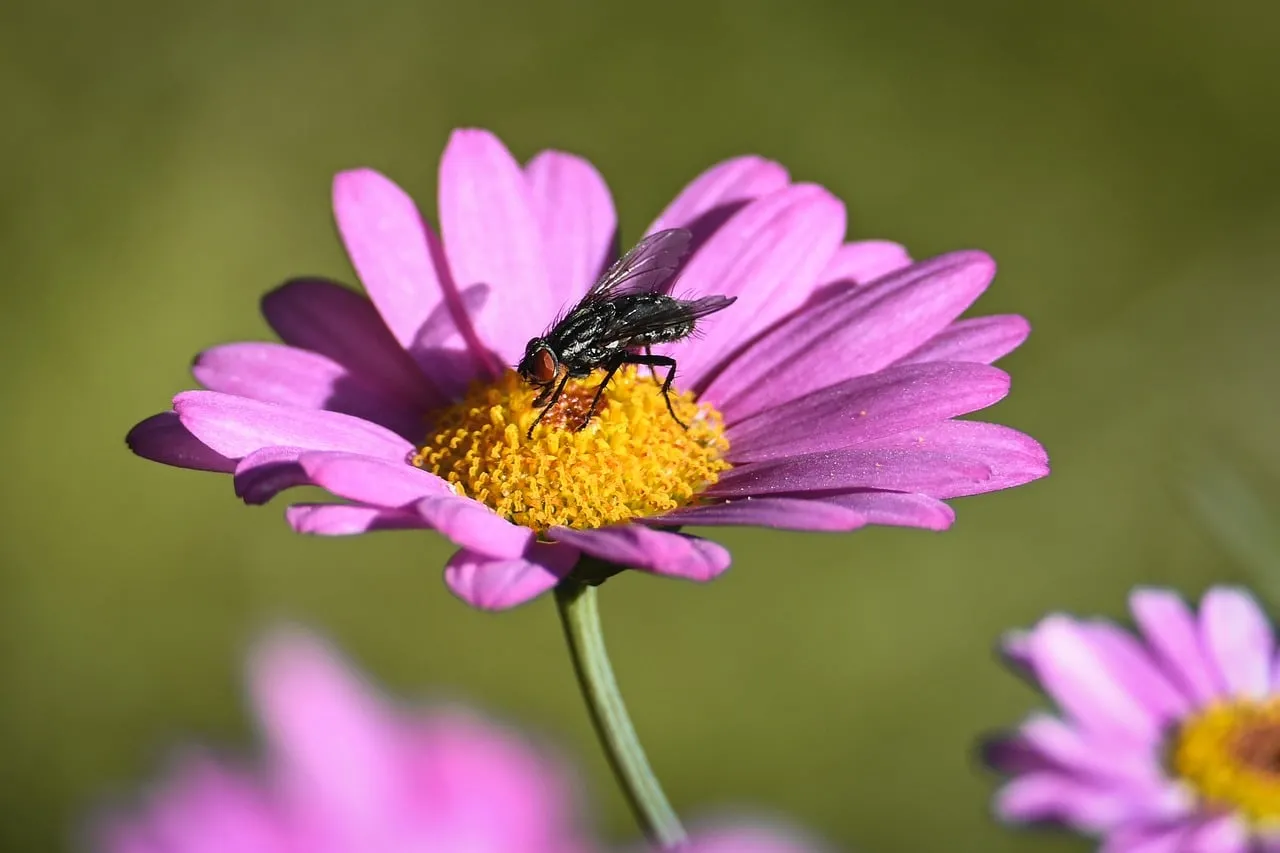 Vibrant Macro: Fly on Purple Daisy in Soft Light