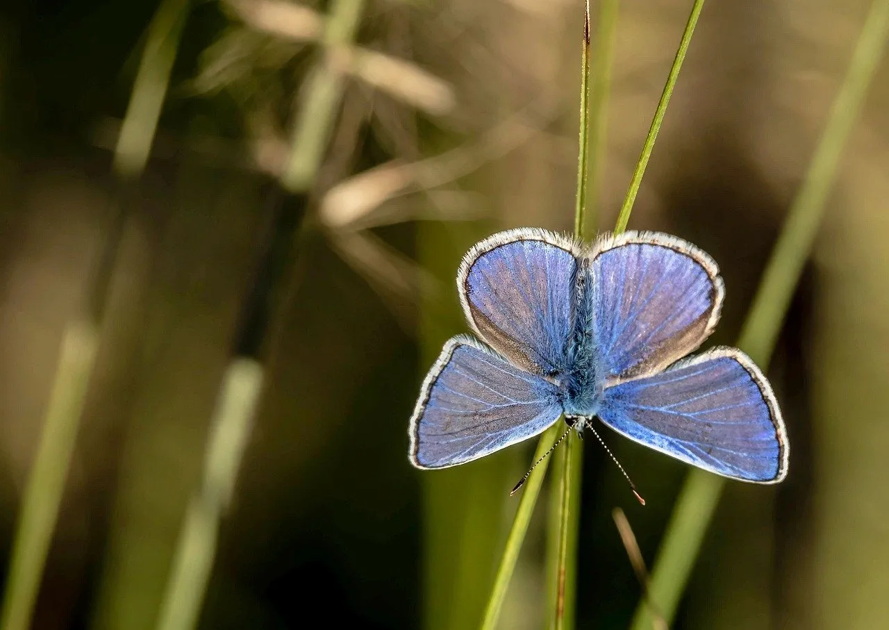 Vibrant Blue Butterfly Macro: Nature's Delicate Beauty