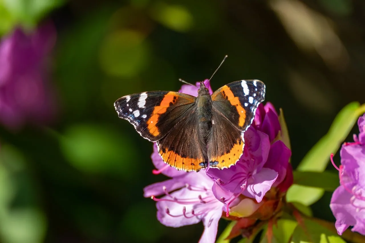 Vibrant Admiral Butterfly on Purple Rhododendron Bloom