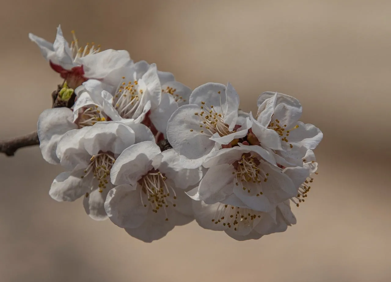 Delicate White Blossoms: The Essence of Spring's Awakening