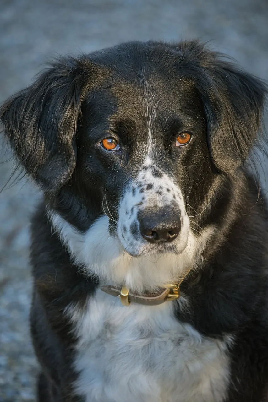 Captivating Gaze: Faithful Dog's Autumn Portrait