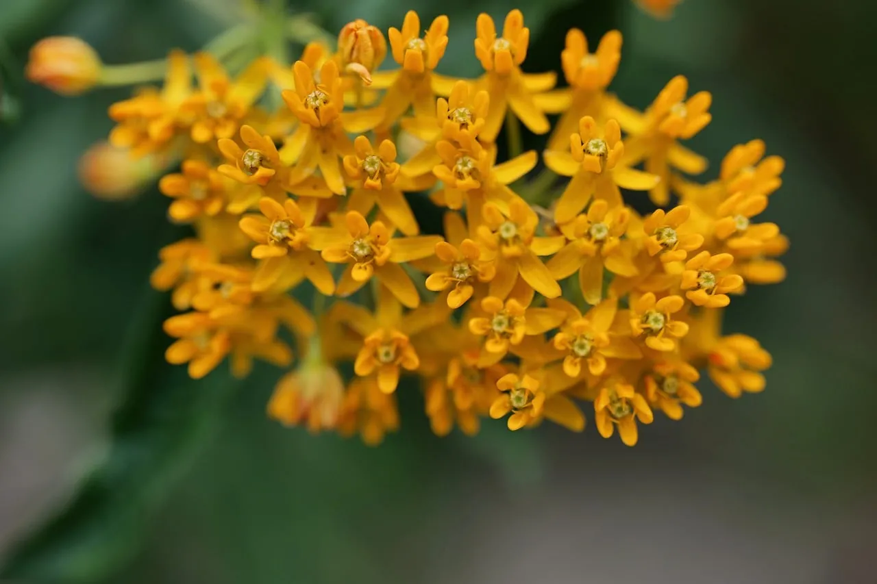 Vibrant Orange Milkweed: Summer Garden Macro Beauty