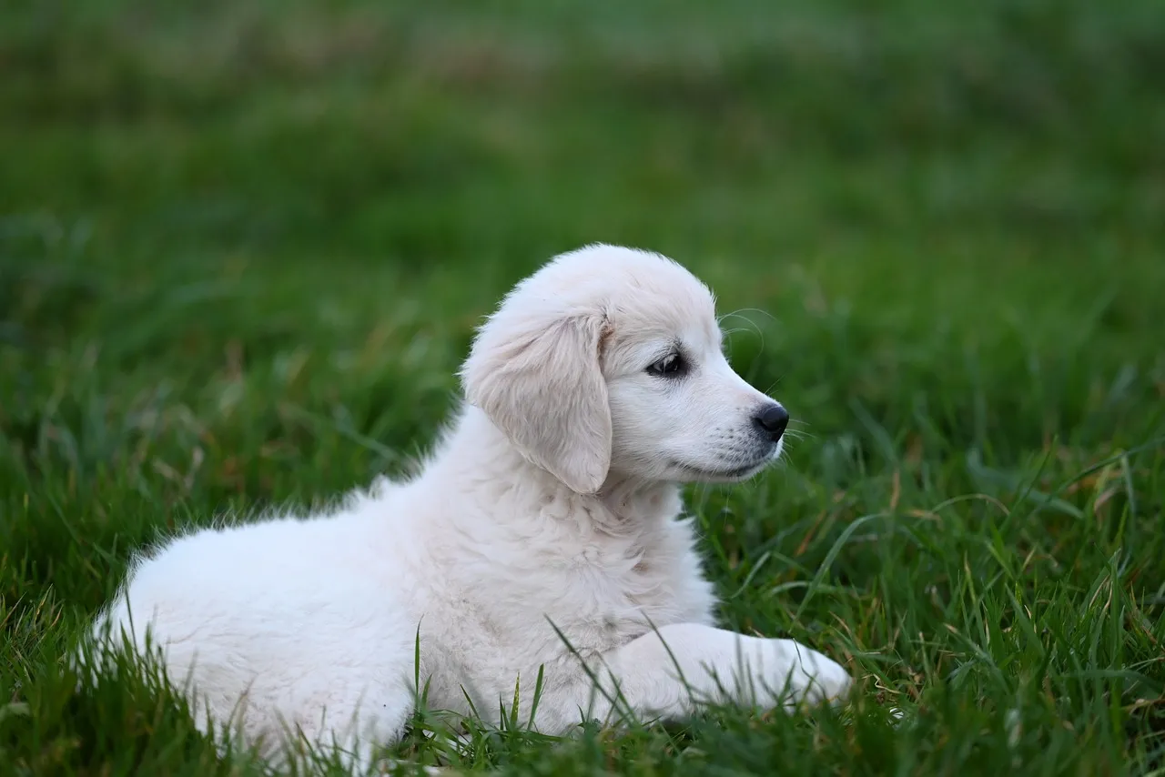 Adorably Fluffy Golden Retriever Puppy Resting in Green Grass