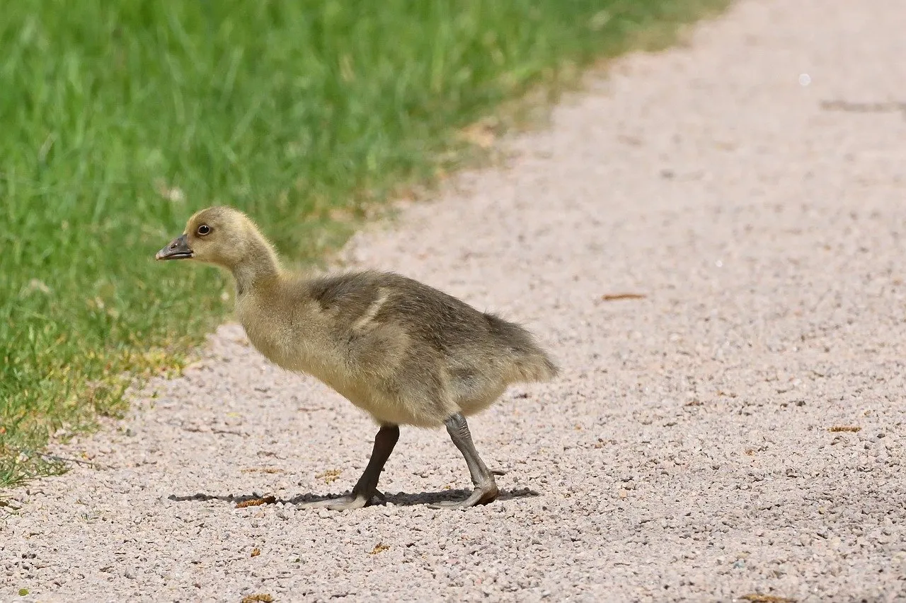 Adorable Gosling's First Steps: A Springtime Discovery