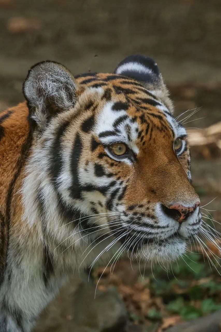 Majestic Striped Predator: Close-Up Tiger Portrait