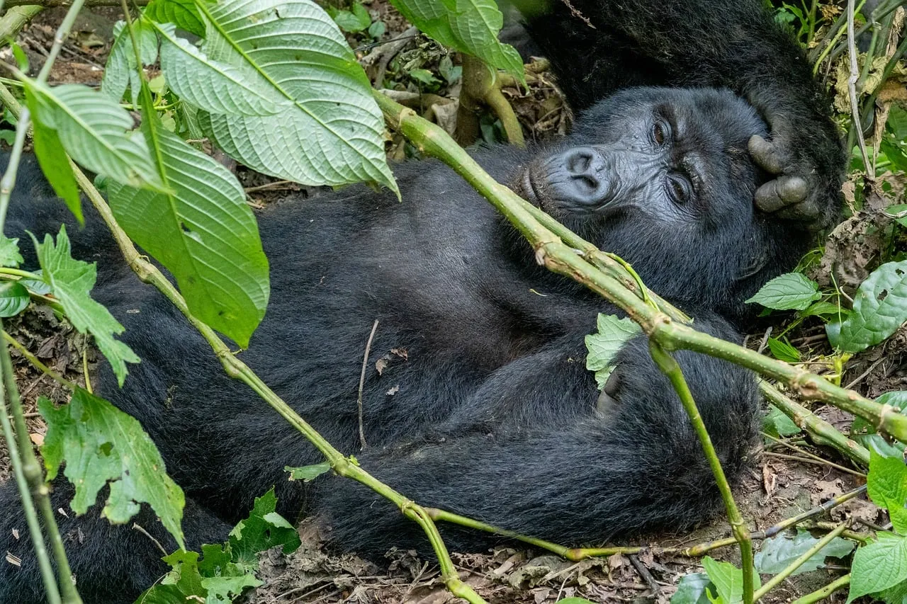 Serene Mountain Gorilla Napping in Lush Uganda Rainforest
