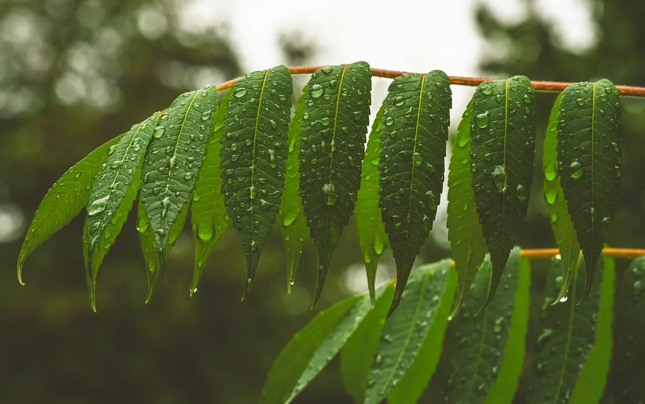 Vibrant Green Leaves Drenched in Serene Raindrops