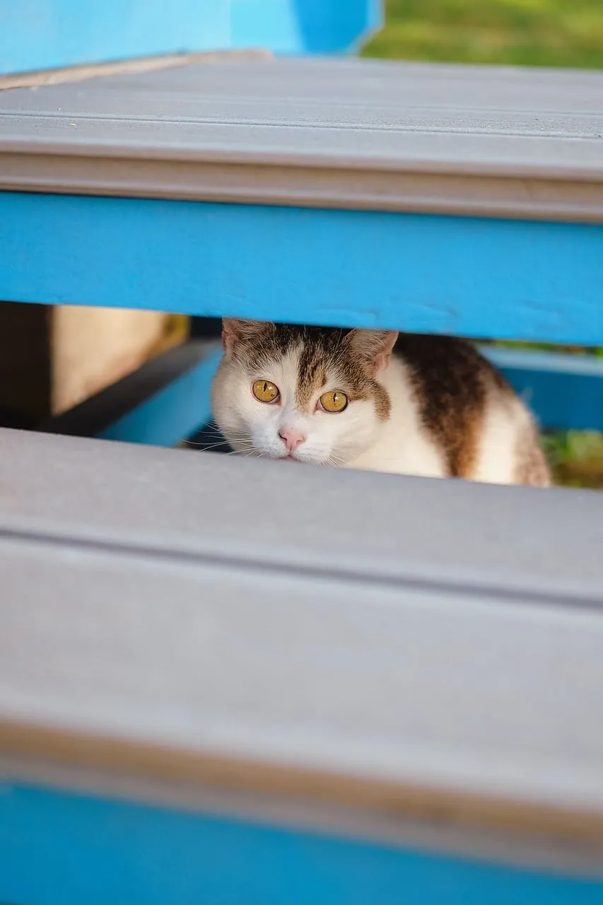Curious Cat Hiding: Peeking Paws and Golden Eyes