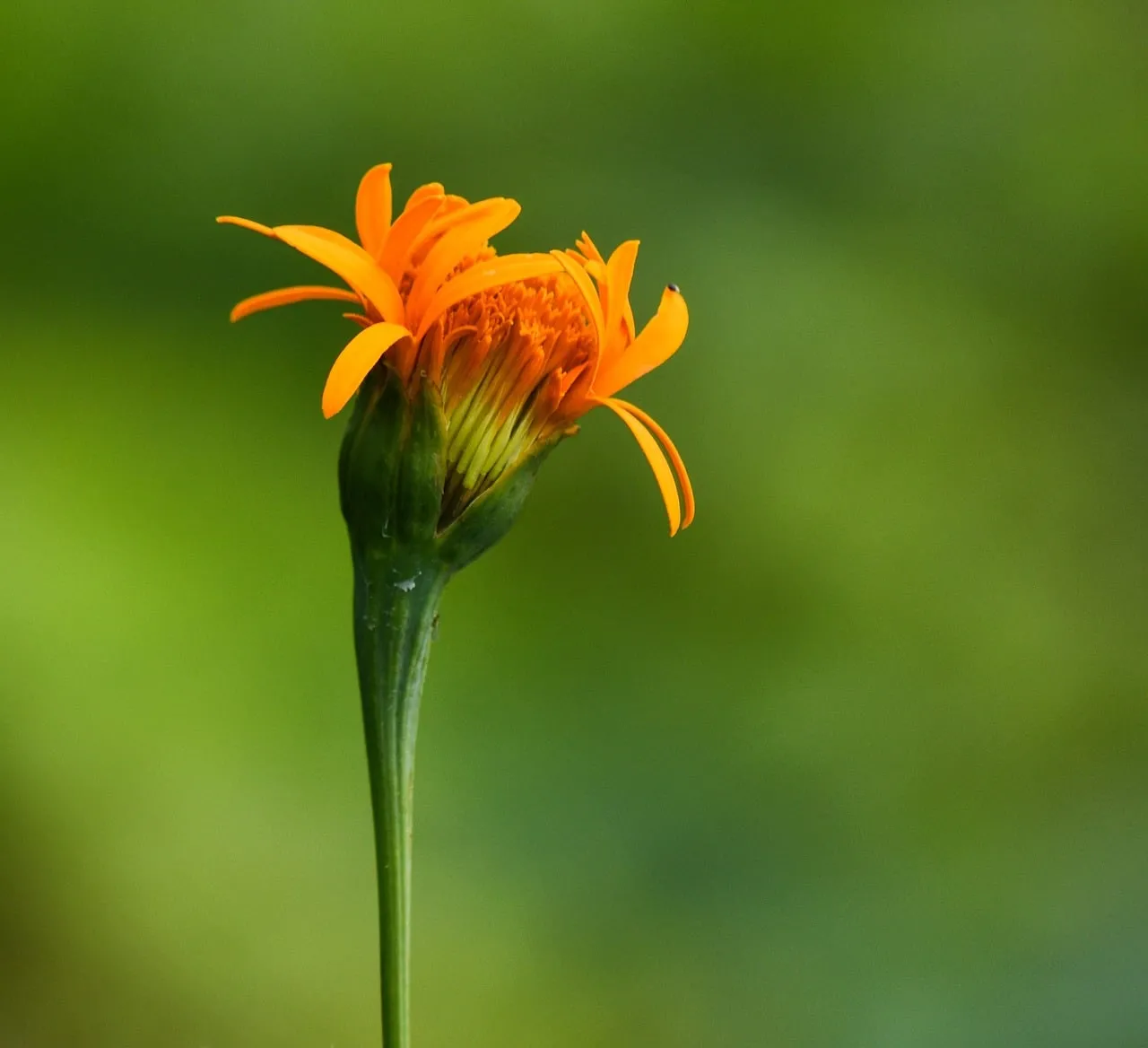Vibrant Orange Blossom: Nature's Unfolding Beauty