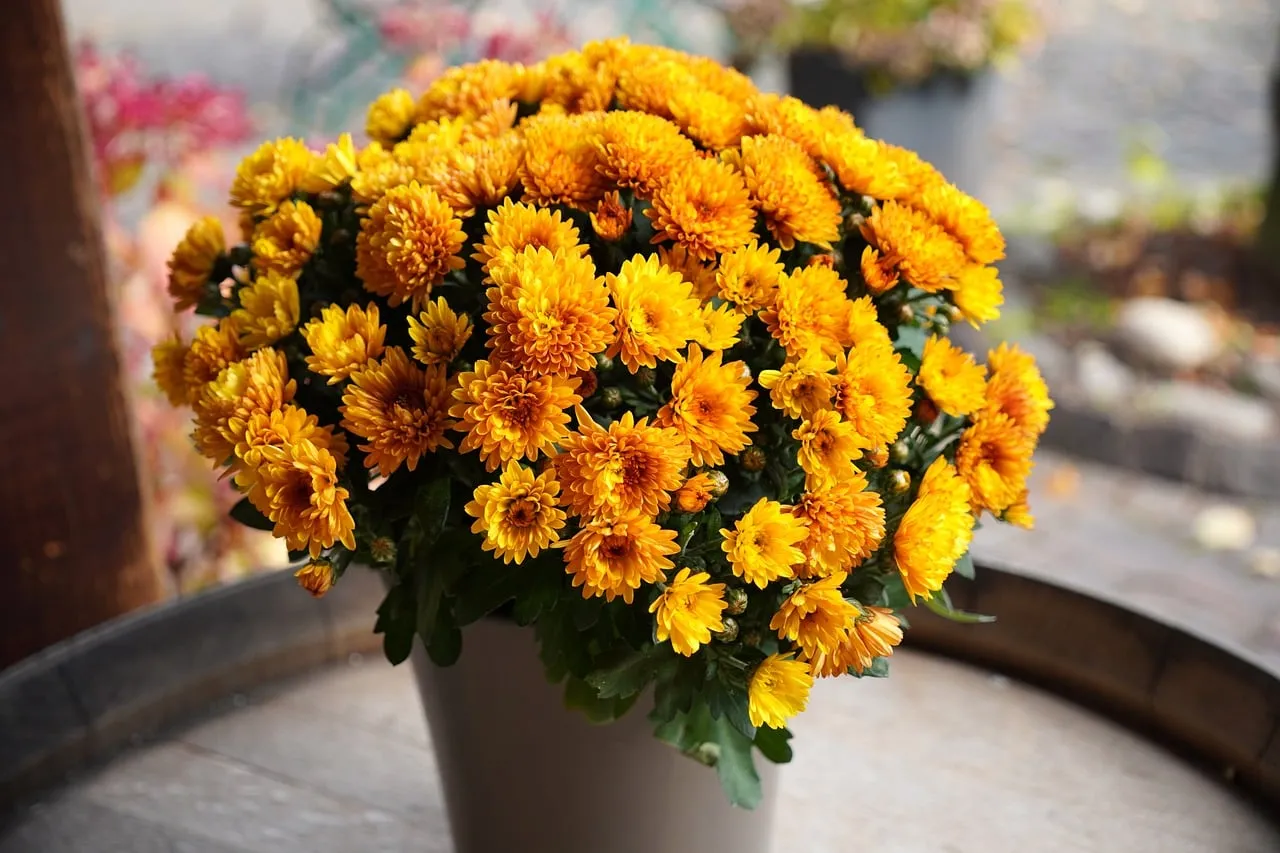Vibrant Autumn Charm: Orange Chrysanthemums in a Rustic Pot